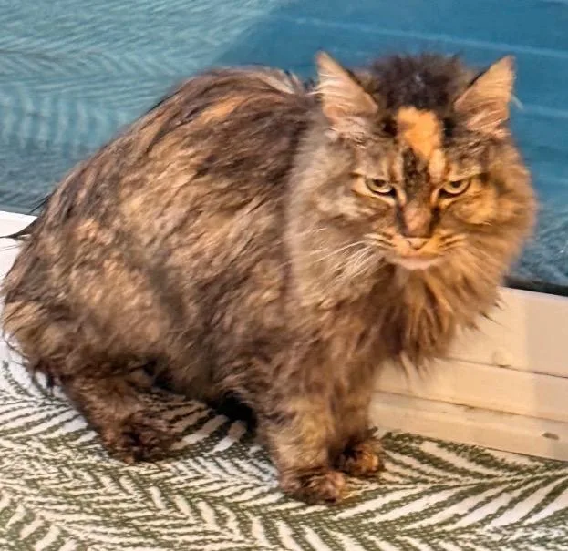 A senior medium-sized female Domestic Long Hair cat named Ginger for adoption in Muskegon, MI
