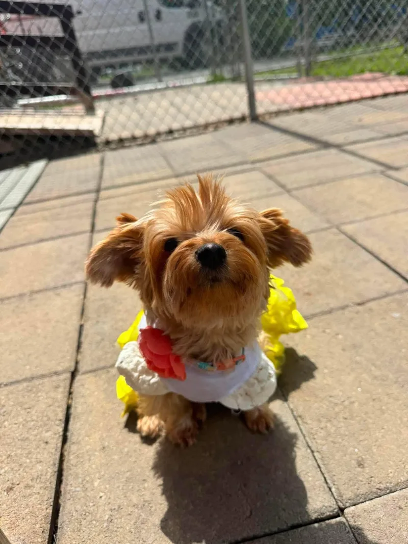An adult small-sized female Yorkshire Terrier dog named Olyvia for adoption in Lewistown, PA