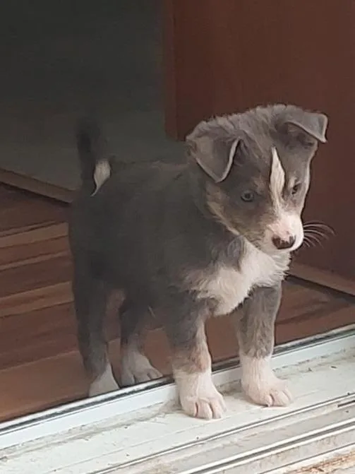 A baby medium-sized male Gray / Blue / Silver Pomeranian dog named Garrett for adoption in Sedalia, CO