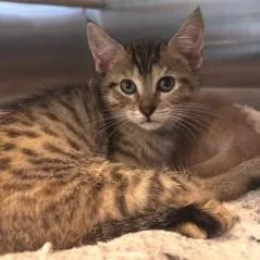 A baby small-sized female Brown / Chocolate Domestic Short Hair cat named NCI Arial for adoption in Port Washington, NY