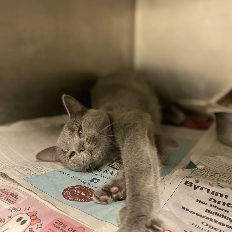 A young medium-sized female Gray / Blue / Silver Domestic Short Hair cat named Natasha for adoption in Elizabeth City, NC