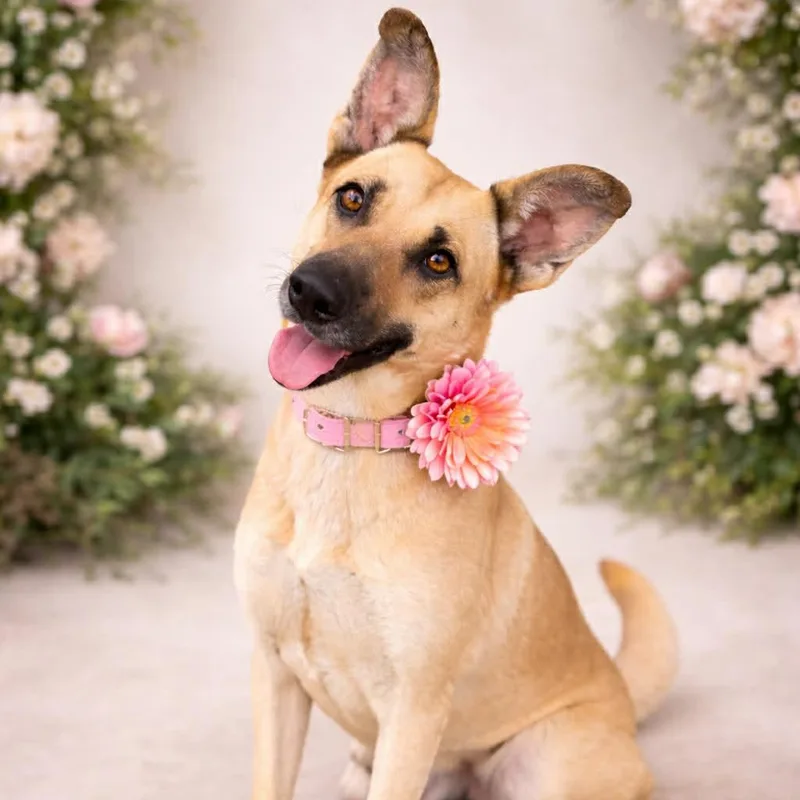An adult medium-sized female German Shepherd Dog dog named Lily Gs for adoption in Allen, TX