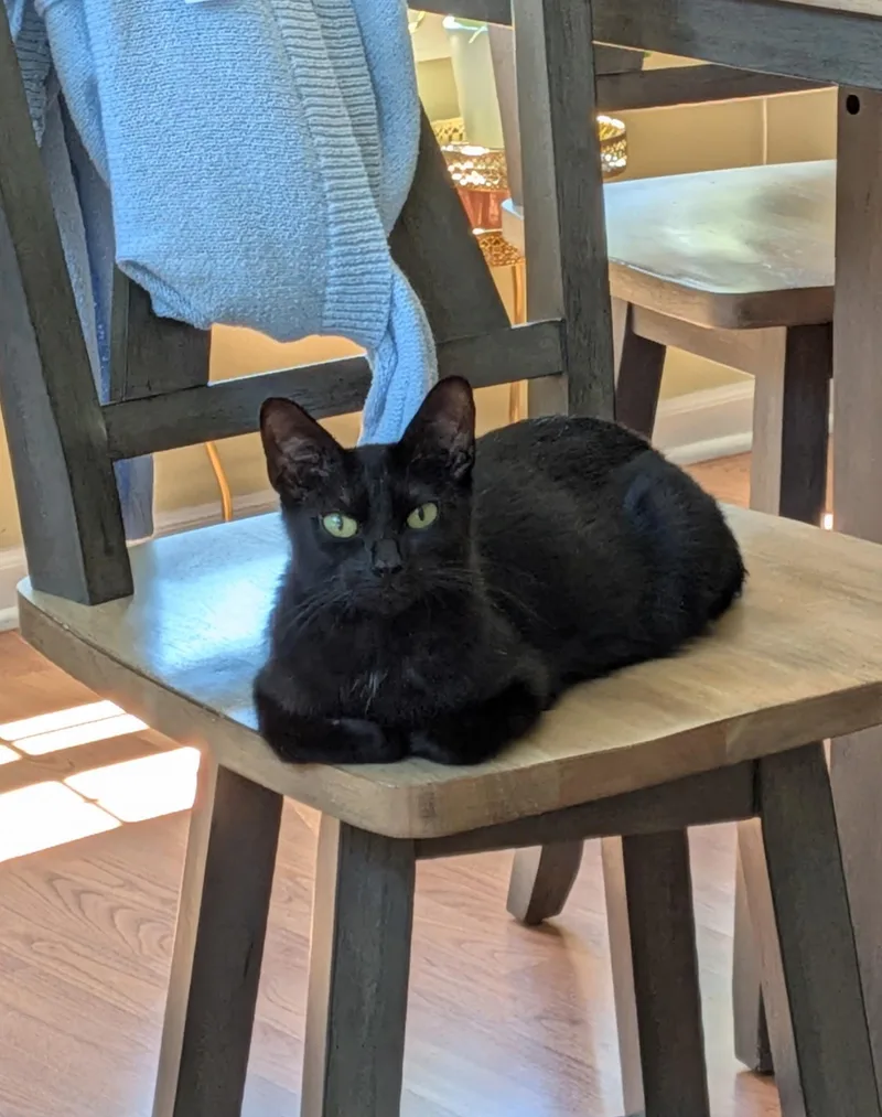 A young medium-sized female Black American Shorthair cat named Titi for adoption in Wadsworth, IL