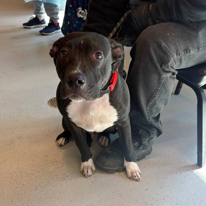 A young medium-sized male Black Mixed Breed dog named Norman for adoption in Huntington, WV
