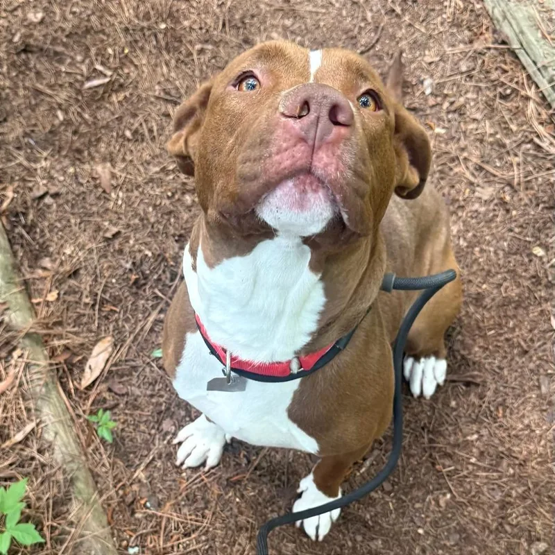 An adult large-sized female Brown / Chocolate Mixed Breed dog named Candy for adoption in Chattanooga, TN