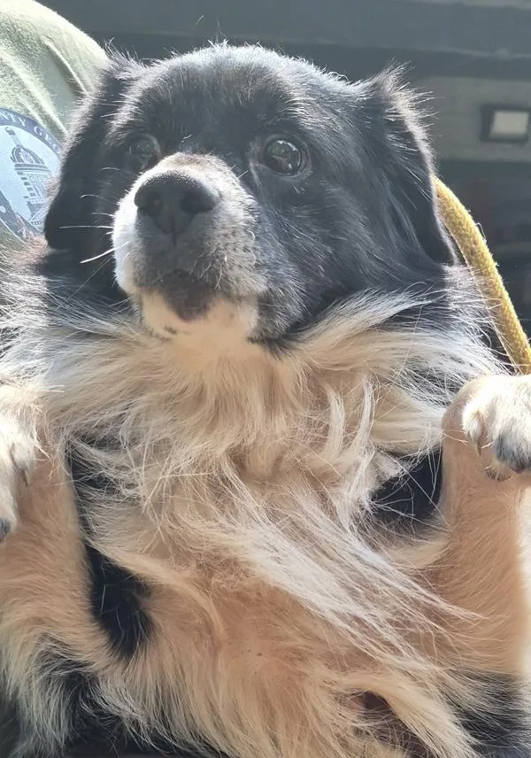 An adult small-sized male Australian Shepherd dog named Cb Monster for adoption in Lawrenceville, GA
