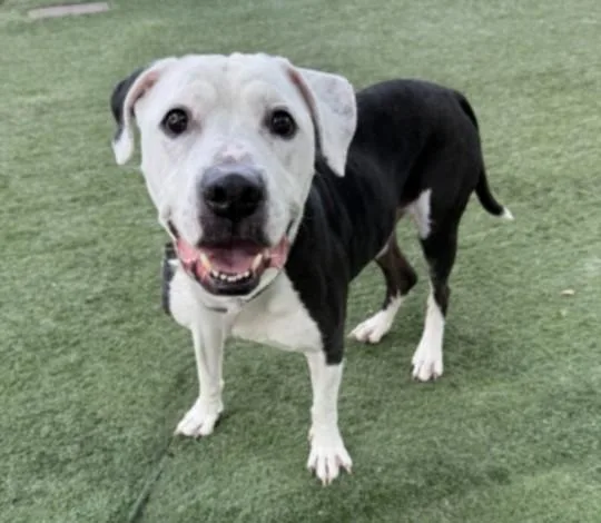 A senior medium-sized male American Staffordshire Terrier dog named Banksy Bennett for adoption in Van Nuys, CA