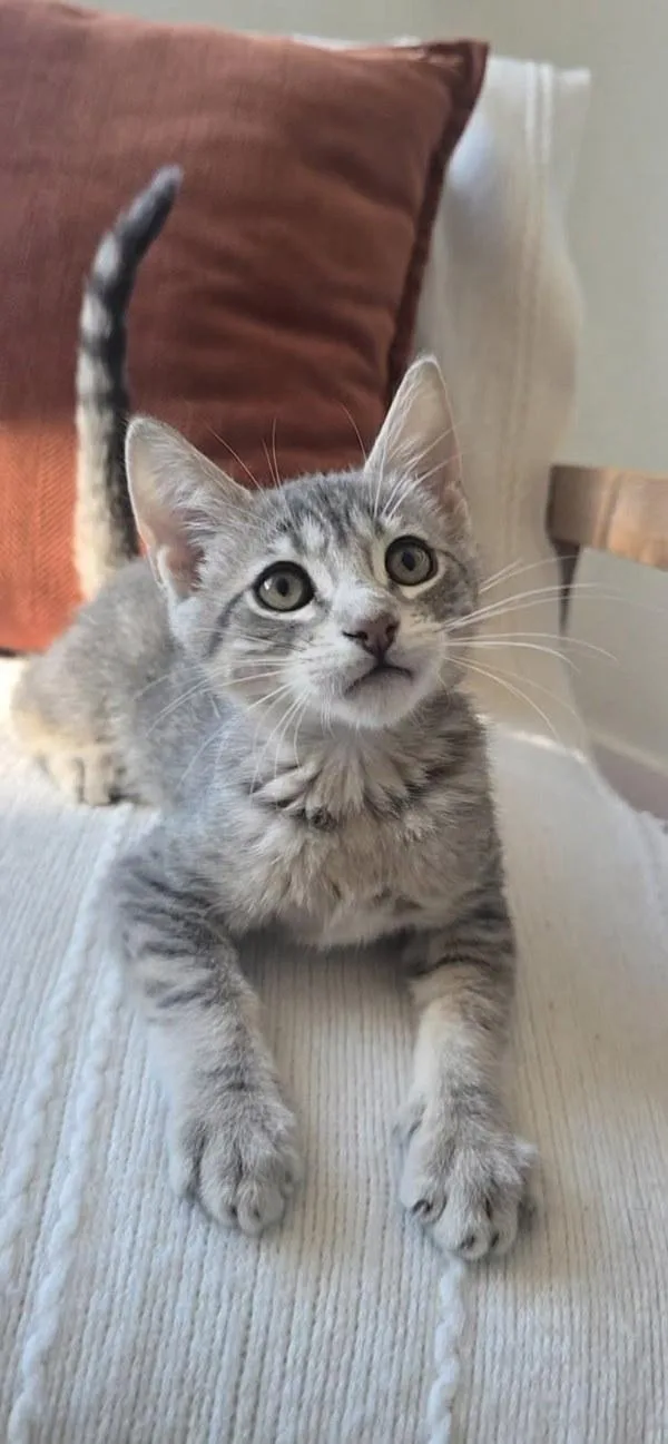A baby small-sized male Domestic Short Hair cat named Tyler for adoption in Bonsall, CA