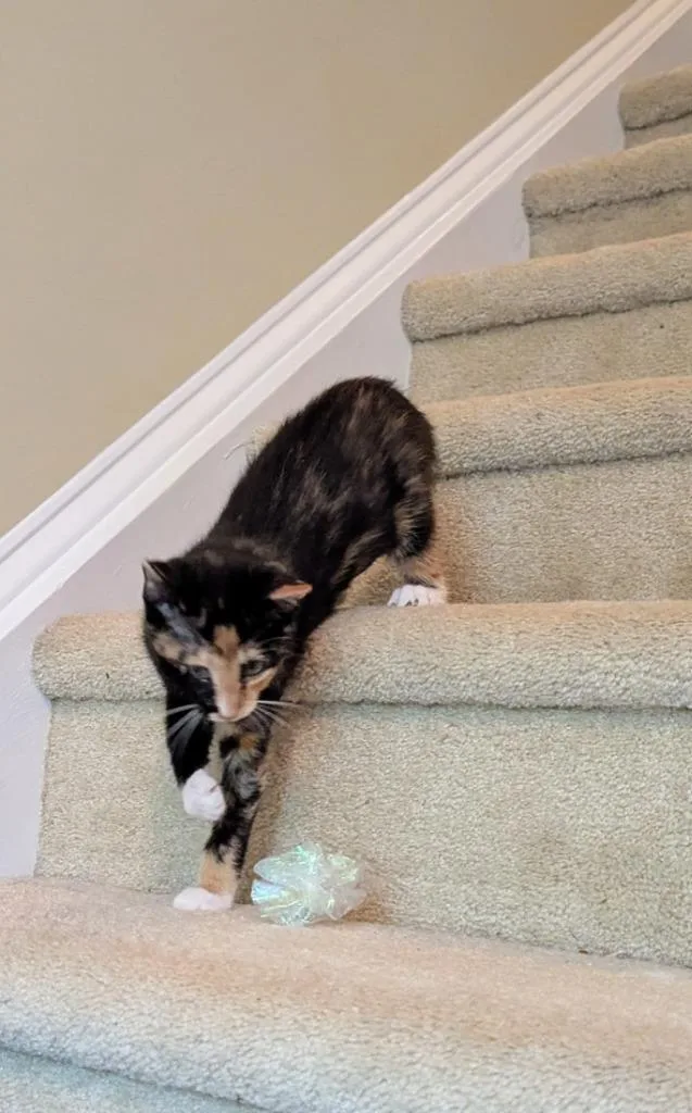 A baby medium-sized female Domestic Short Hair cat named Zaria for adoption in Youngsville, NC