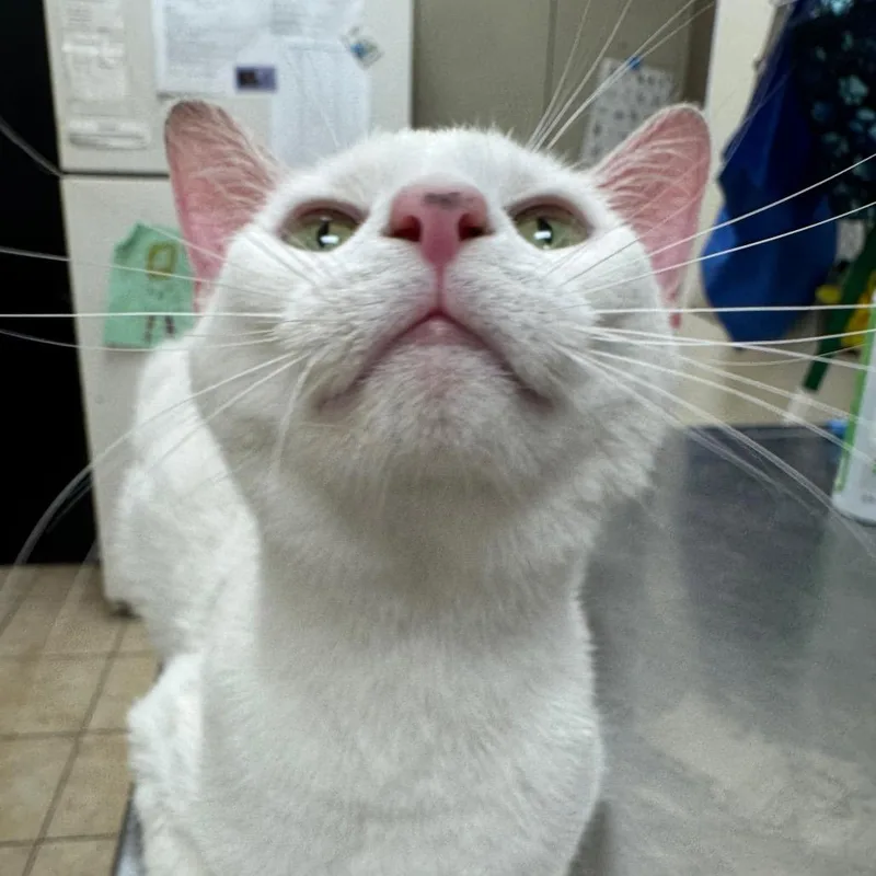 An adult large-sized female White Domestic Short Hair cat named Snow White for adoption in Pekin, IL