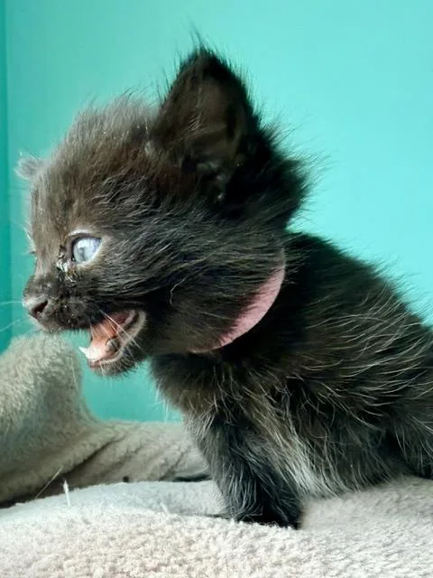 A baby medium-sized female Black Domestic Short Hair cat named Pirelli for adoption in Cincinnati, OH