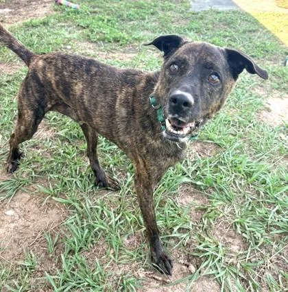 An adult medium-sized male Brindle Plott Hound dog named Aquaman for adoption in Inverness, FL