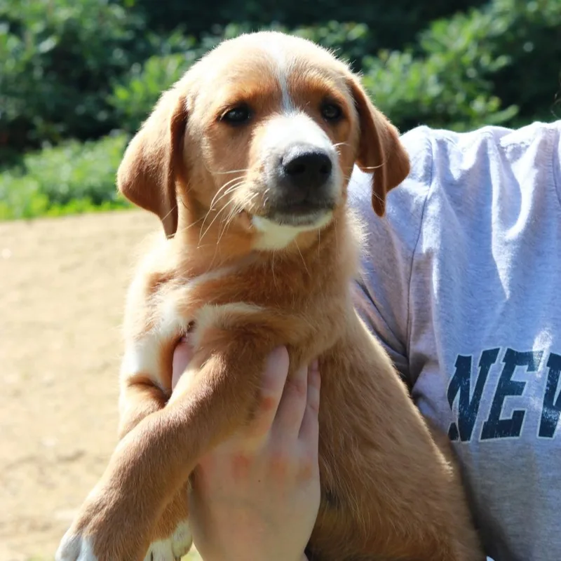 A baby large-sized male Yellow / Tan / Blond / Fawn Shepherd dog named CT Skywalker for adoption in Eastford, CT