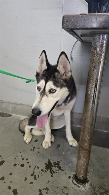 A young large-sized female Siberian Husky dog named A for adoption in Camarillo, CA
