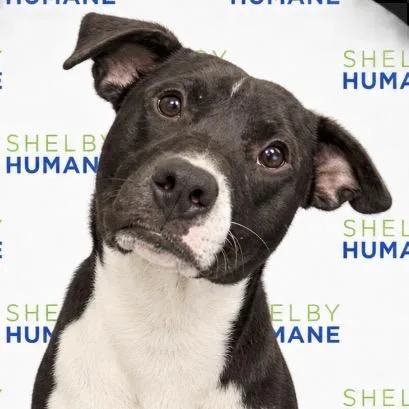 A young medium-sized male Black Mixed Breed dog named Emerald for adoption in Columbiana, AL