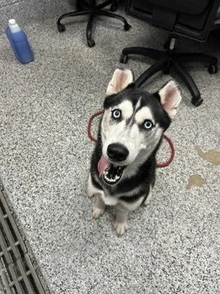 An adult medium-sized female Siberian Husky dog named Furiosa for adoption in West Chester, PA