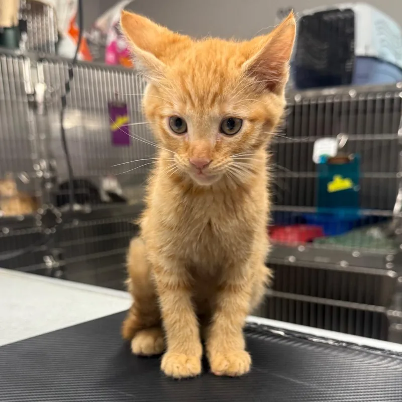 A baby small-sized male Orange / Red Domestic Short Hair cat named Tigger for adoption in Spokane, WA