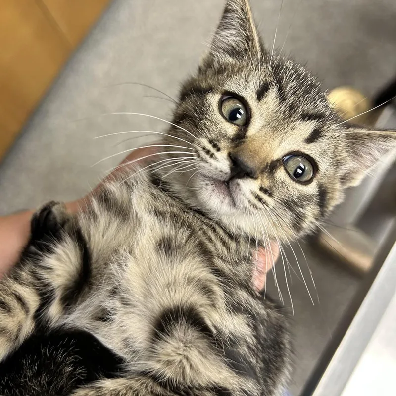 A baby small-sized female Brown / Chocolate Domestic Short Hair cat named Jazzy for adoption in Durango, CO