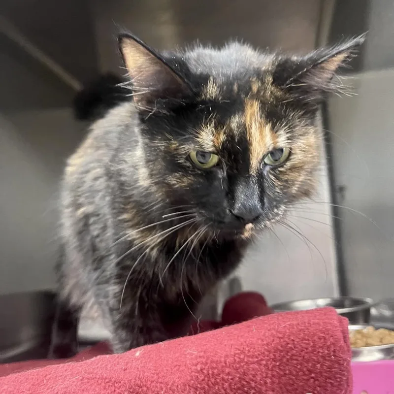 An adult medium-sized female Tortoiseshell Domestic Long Hair cat named Astoria for adoption in Henderson, KY