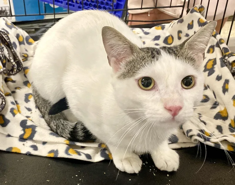 A young medium-sized male White Domestic Short Hair cat named Jo for adoption in Red Bank, NJ
