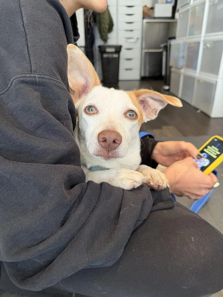 An adult small-sized female Chihuahua dog named Ivy for adoption in Manhattan, NY