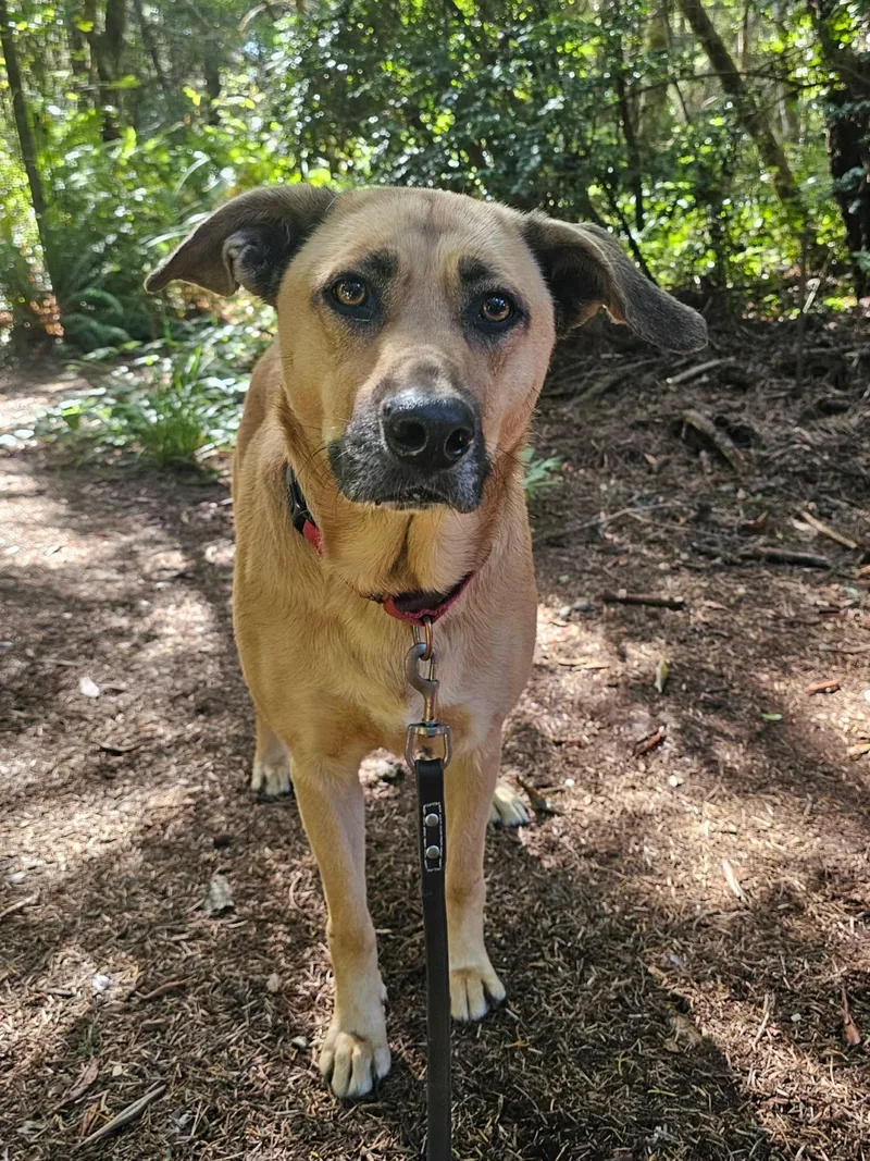 An adult large-sized female Yellow / Tan / Blond / Fawn Shepherd dog named Molly for adoption in Crescent city, CA