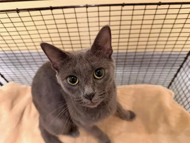 A young medium-sized female Russian Blue cat named Plata for adoption in Tustin, CA