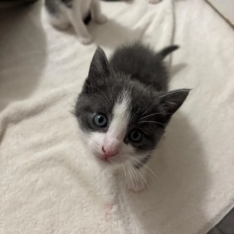 A baby small-sized male Brown / Chocolate Domestic Short Hair cat named Everett for adoption in Middle Village, NY