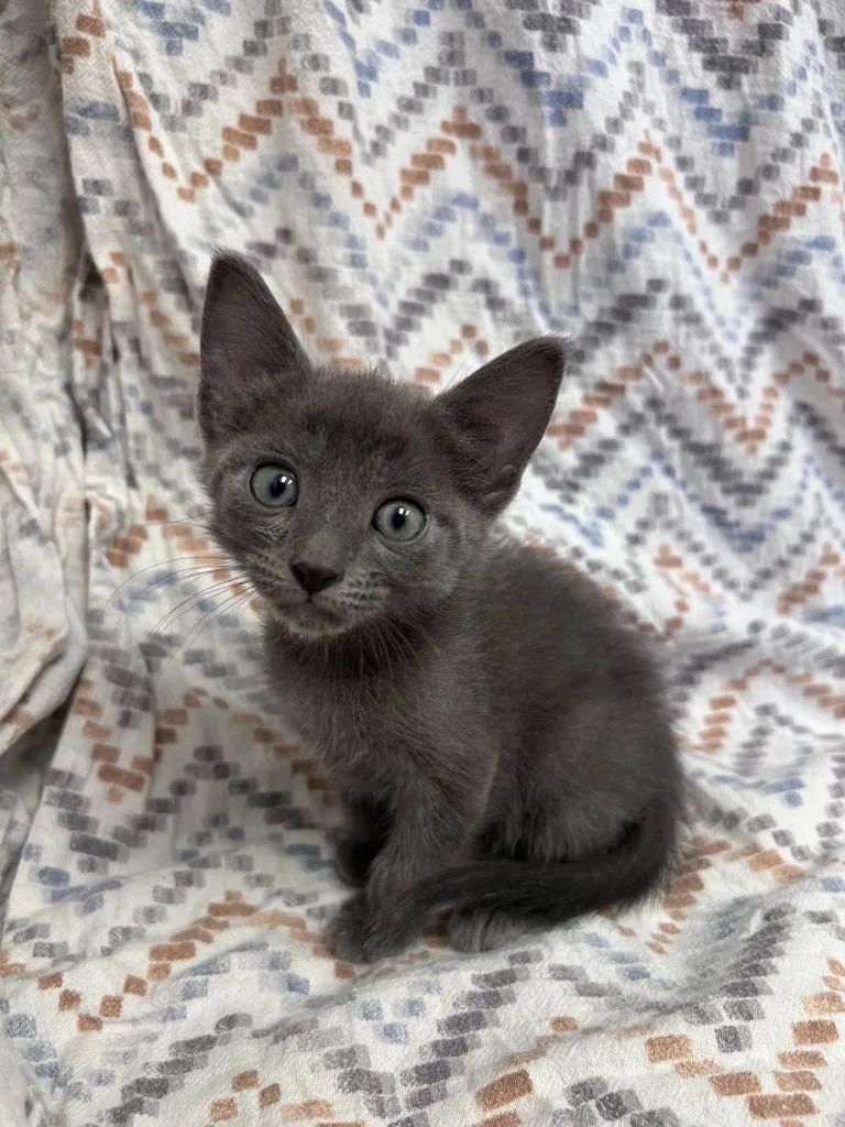 A baby medium-sized male Domestic Short Hair cat named Dos Amigos for adoption in Madison, GA