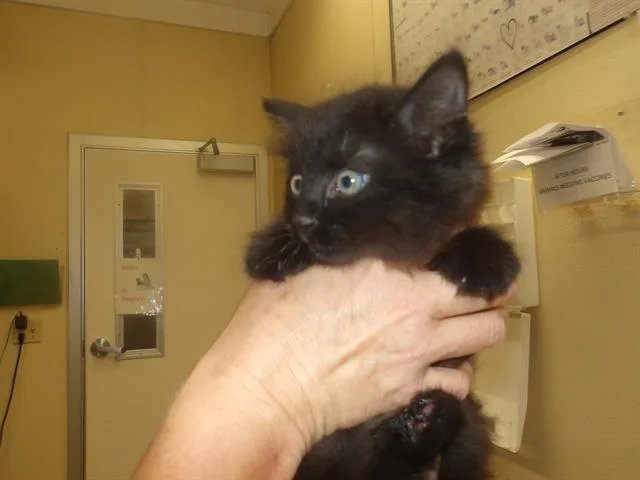 A baby small-sized male Domestic Long Hair cat named Ruben for adoption in Santa Rosa, CA