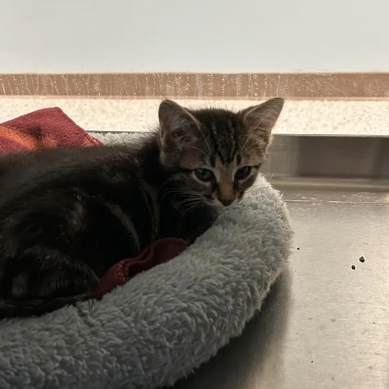 A baby small-sized female Brown / Chocolate Domestic Short Hair cat named Sardine for adoption in Ottawa, KS