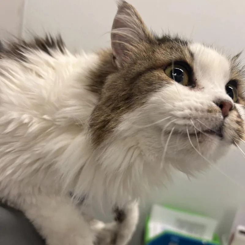 An adult medium-sized female Brown / Chocolate Domestic Long Hair cat named Lychee for adoption in Park City, UT