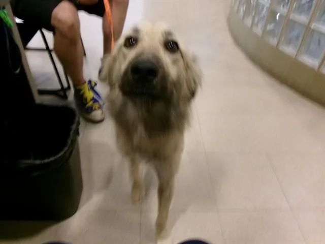 An adult medium-sized female Anatolian Shepherd dog named Noodle for adoption in Huntsville, AL
