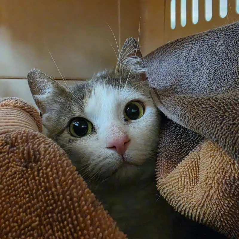 An adult medium-sized female White Domestic Short Hair cat named Ash for adoption in Albuquerque, NM