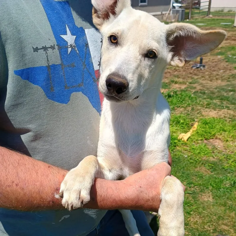 A baby large-sized female Apricot / Beige German Shepherd Dog dog named Rally for adoption in Amarillo, TX