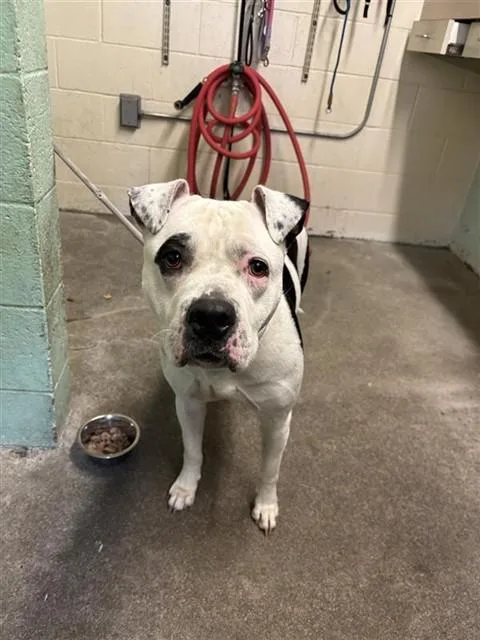 An adult large-sized female Pit Bull Terrier dog named Mercedez for adoption in Sacramento, CA