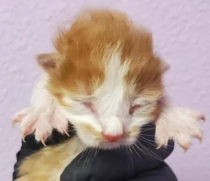 A baby small-sized male Orange / Red Domestic Short Hair cat named 60741090 for adoption in El Paso, TX