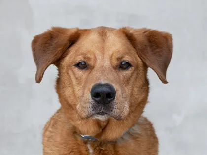 A senior large-sized male Mixed Breed dog named Tank for adoption in Longmont, CO
