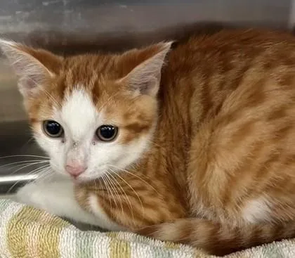 A young medium-sized male Orange & White Domestic Short Hair cat named Spades for adoption in Allegan, MI