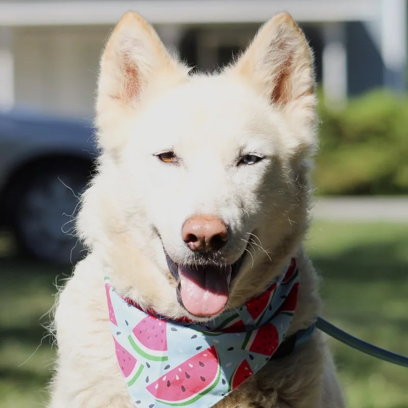 An adult large-sized female White / Cream Husky dog named Tap Water for adoption in Columbia, SC