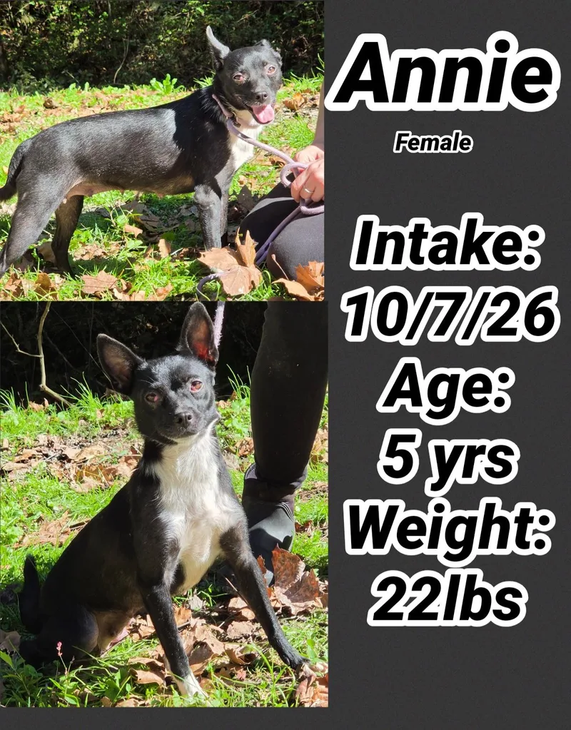 An adult small-sized female Chihuahua dog named Annie for adoption in Staffordsville, KY
