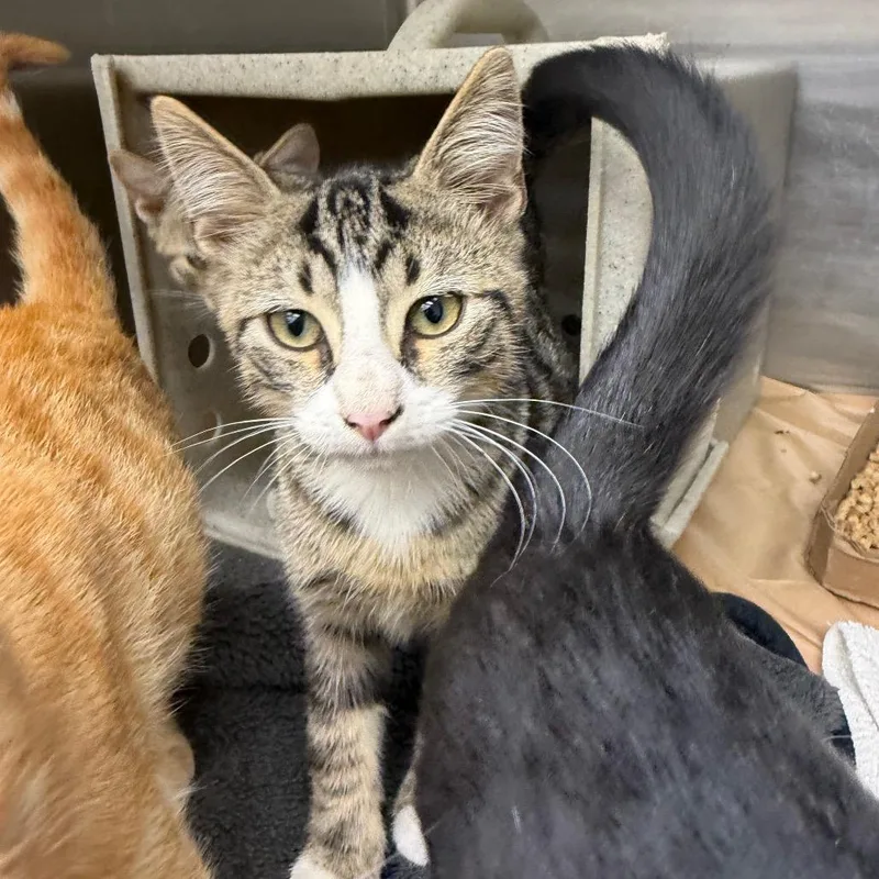 A baby small-sized male Domestic Short Hair cat named Bobbers for adoption in Bastrop, TX
