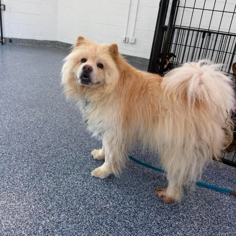 An adult medium-sized male White / Cream Chow Chow dog named Appa for adoption in Fredericksburg, VA