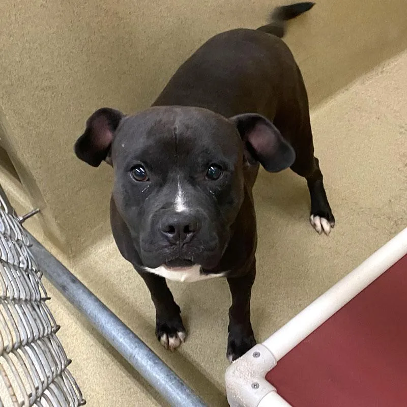 An adult medium-sized male Black Pit Bull Terrier dog named Bronco for adoption in Monroe, GA