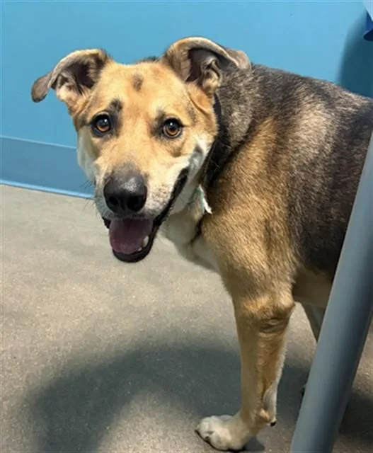 An adult medium-sized male German Shepherd Dog dog named Stucco for adoption in Houston, TX