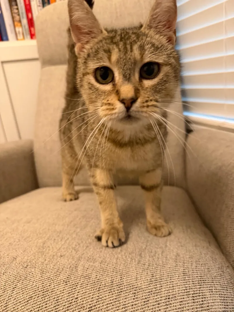 A young medium-sized female Tabby (Buff / Tan / Fawn) Domestic Short Hair cat named Mama Mia for adoption in Charlotte, NC