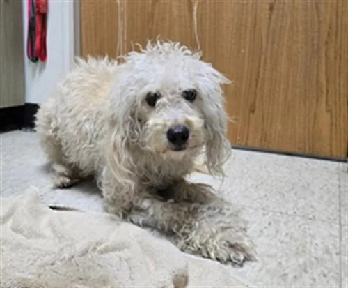 An adult small-sized male Miniature Poodle dog named Blaine A for adoption in Plano, TX