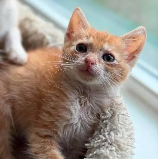A baby medium-sized male Orange / Red Domestic Short Hair cat named Carlos for adoption in Aberdeen, NC