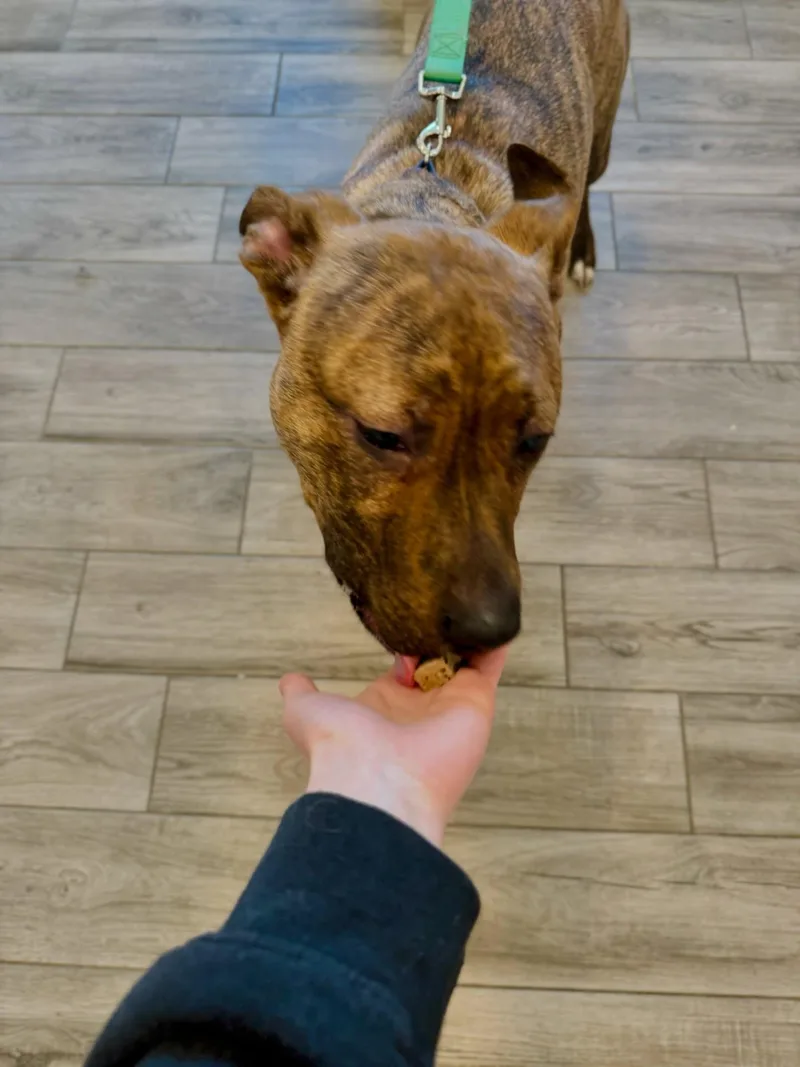 A young medium-sized male Brindle Pit Bull Terrier dog named Rufus Fernando for adoption in Rock Hill, NY