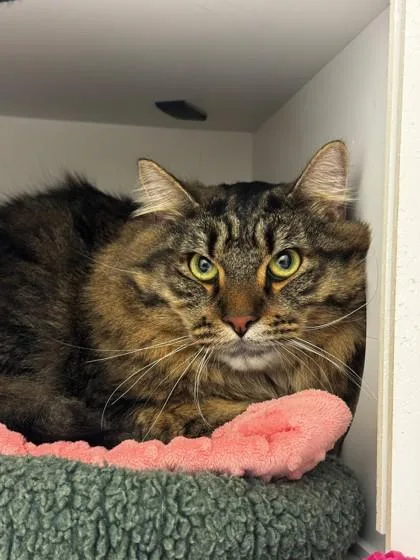 An adult large-sized male Domestic Long Hair cat named Francis for adoption in Kalispell, MT